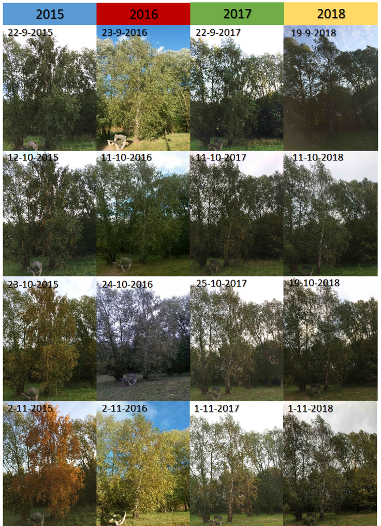 Verloop herfstverkleuring in de jaren 2015 t/m 2018 van een berk in de Lumentuin van Wageningen University