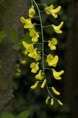 Laburnum anagyroides, Gouden regen, Golden rain