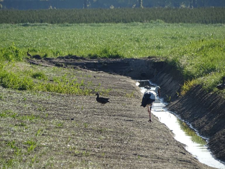 Ooievaar en eend op de natuurvriendelijke oever in Hilvarenbeek