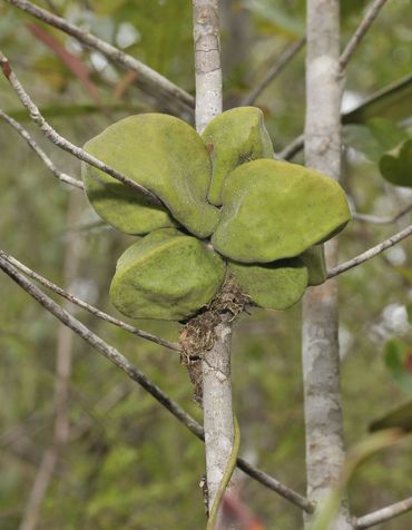 Mierenplant in de natuur