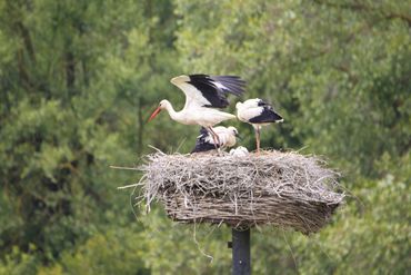 Ooievaar met jongen op het nest