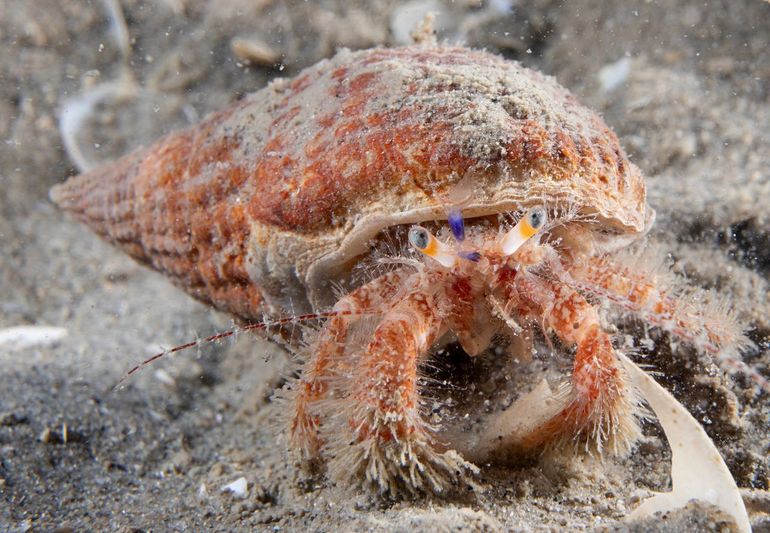De Harige heremietkreeft is te herkennen aan de harige poten, een oranjerode band rond de oogstelen, wit-rode antennes en paarsblauwe waaiertjes tussen de ogen. Dit exemplaar leeft in de schelp van een Gevlochten fuikhoren