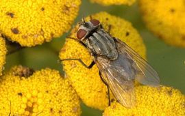 Herfstvlieg Musca_autumnalis_female James K. Lindsey creative commons lisence.jpg