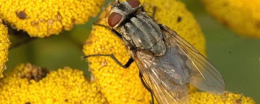 Herfstvlieg Musca_autumnalis_female James K. Lindsey creative commons lisence.jpg