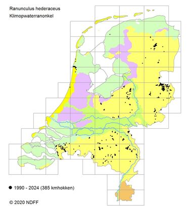 Verspreidingskaart Klimopwaterranonkel