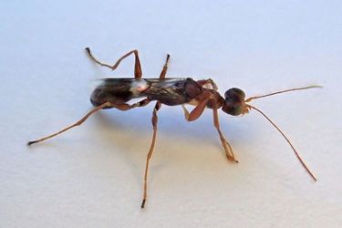 Kraagtangwesp (Dryinus collaris) met tangen aan de voorpoten; vrouw, 5 tot 6,5 millimeter lang