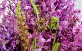 Susanne Masters orchids traded for salep