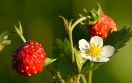 Ivar Leidus Bosaardbei (Fragaria vesca)