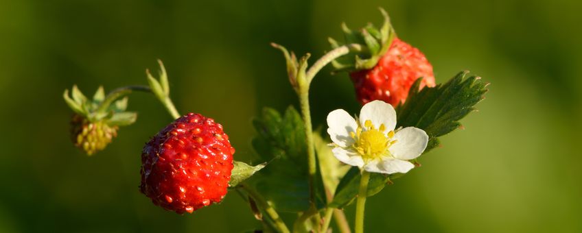 Bosaardbei (Fragaria vesca)