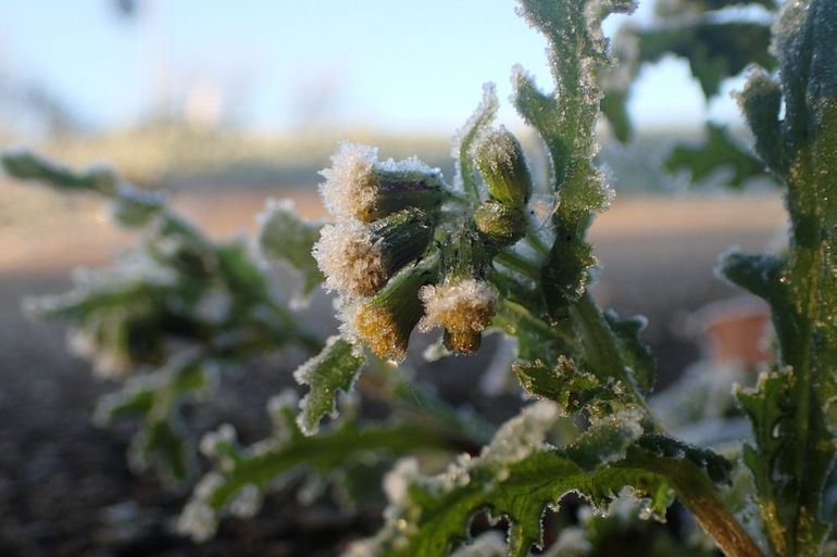 Klein kruiskruid verstaat de kunst van de zelfbestuiving. Dat betekent dat hij geen insecten nodig heeft voor bevruchting, maar helemaal zelf kan zorgen voor voortplanting. Ideaal in het winterseizoen als er geen insecten zijn!