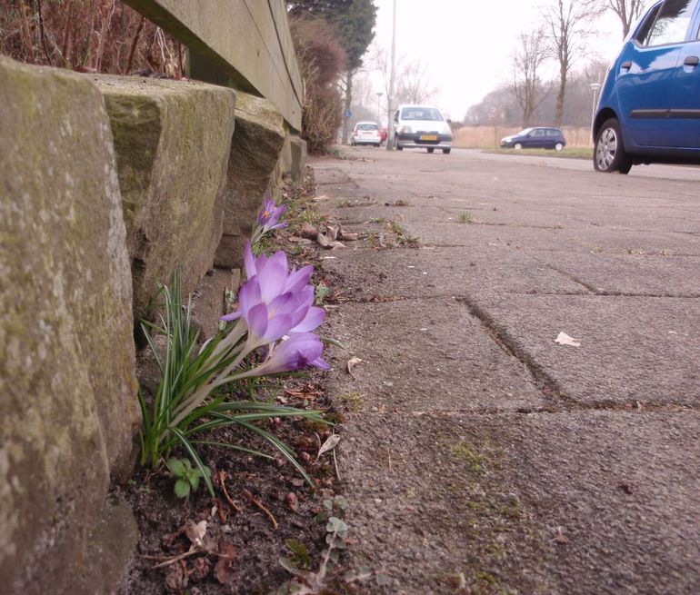 De boerenkrokus heeft een beetje ruimte nodig voor z'n knolletjes