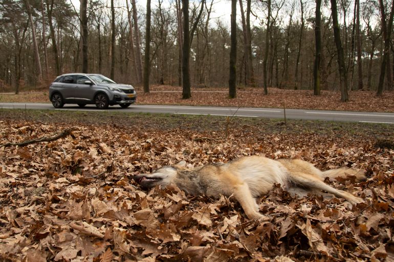 De aangereden wolvin in Ede