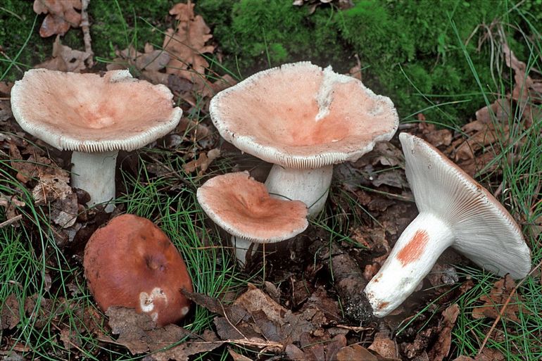 Smakelijke russula, typische soort uit het meetnet bospaddenstoelen
