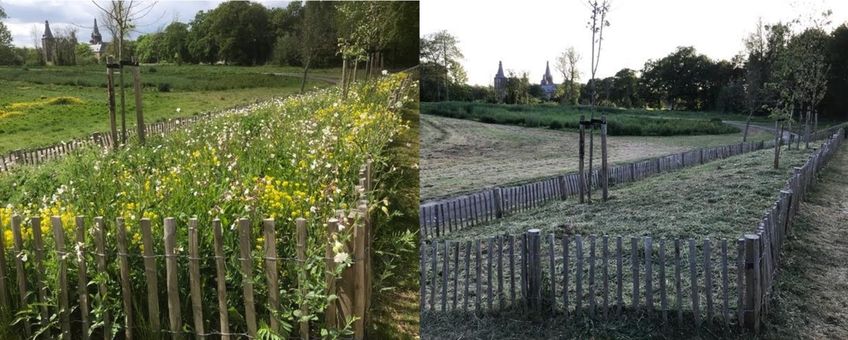 vlindertuin Hoensbroek gemaaid en niet gemaaid