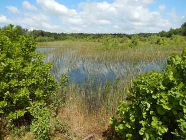 Er zijn veel verschillende waterpartijen in het Kuinderbos met verschil in grootte, grondsoort en begroeiing