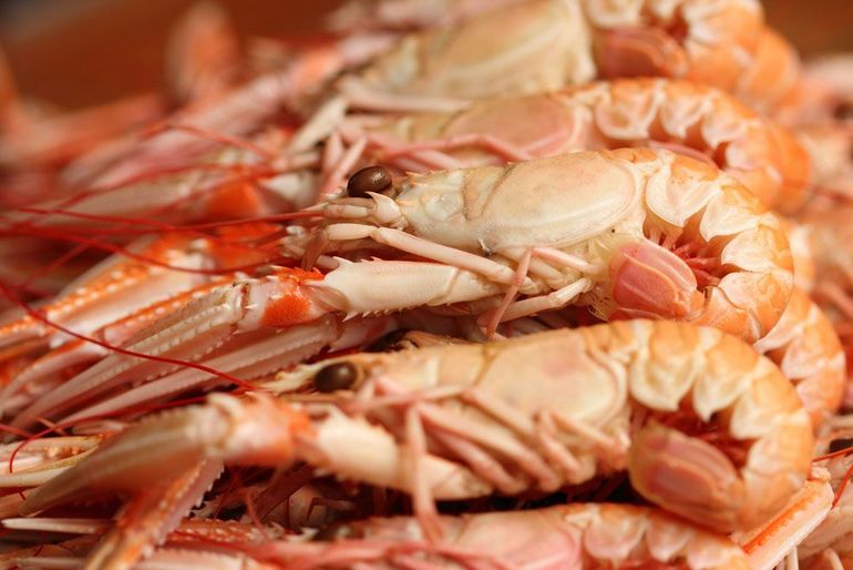 Onderzoekers zien, mogelijk door klimaatverandering, verschuivingen in de soorten die in de Noordzee voorkomen zoals langoustines