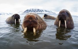 Tony Wu Walrus