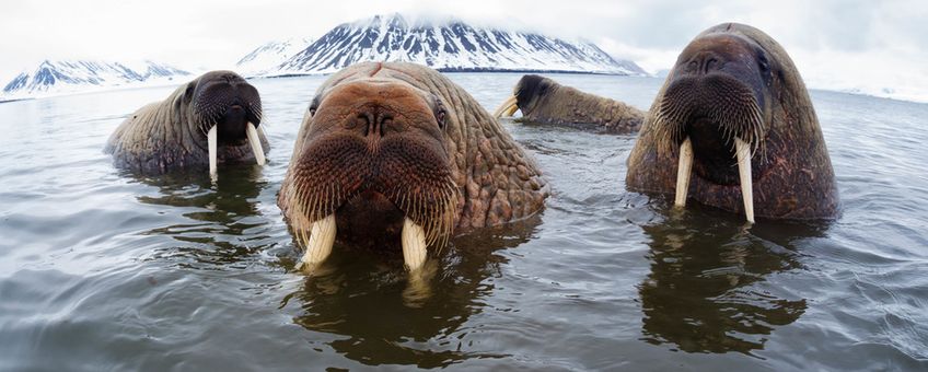 Walrus