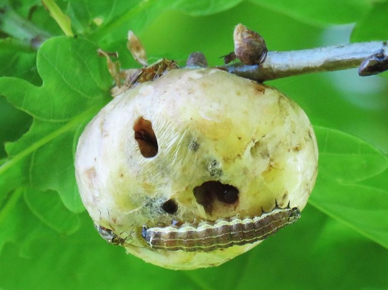 Kleine voorjaarsuil samen met eikenwantsen op een aardappelgalwesp