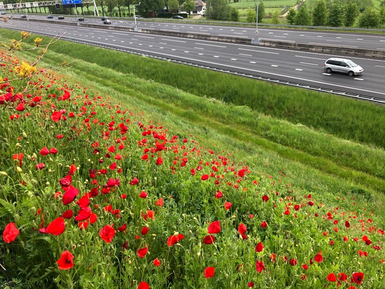 Flowers next to highway