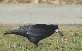 Corvus frugilegus, Roek. Foto: Saxifraga-Jan van der Straaten. http://www.freenatureimages.eu