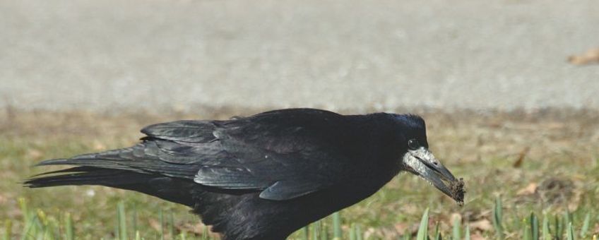 Corvus frugilegus, Roek. Foto: Saxifraga-Jan van der Straaten. http://www.freenatureimages.eu