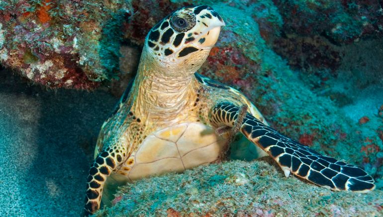 Hawksbill sea turtle