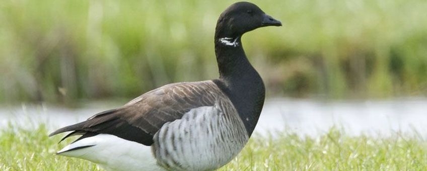 Witbuikrotgans terschelling 2010 met toestemming eenmalig gebruik