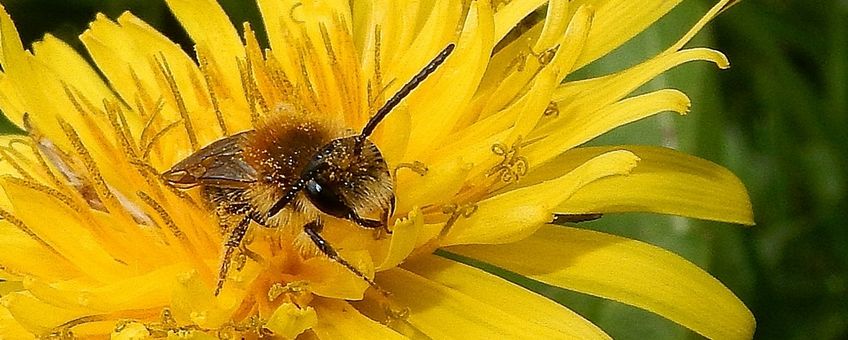 solitaire bij op paardenbloem