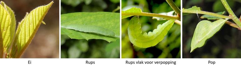 Wat stadia uit het leven van een citroenvlinder: ei, rups, verpoppende rups en pop