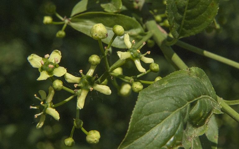 In vergelijking met de kleurrijke vruchten vallen de bloemen van Wilde kardinaalsmuts niet op