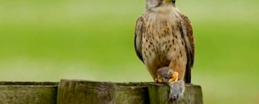 Torenvalk
© Han Bouwmeester AGAMI