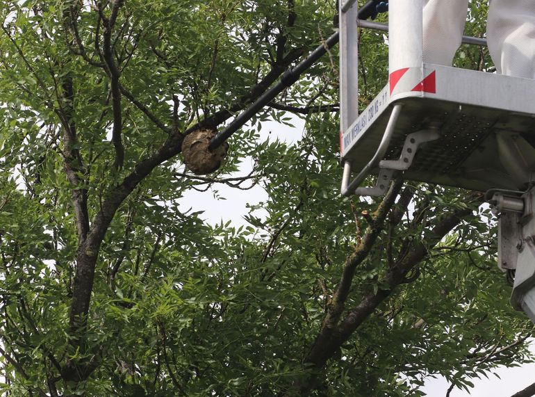 Het nest van Craubeek werd gevonden middels telemetrie in een es op 18 meter hoogte. Het nest had de grootte van een volleybal en werd bestreden vanuit een hoogwerker met een accustofzuiger