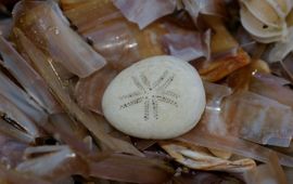 Echinocyamus pusillus, Zeeboontje