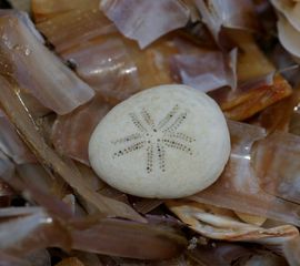 Echinocyamus pusillus, Zeeboontje