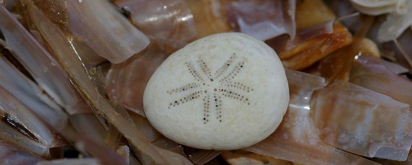 Echinocyamus pusillus, Zeeboontje