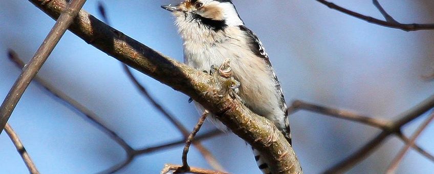 Dendrocopos minor. Kleine bonte specht