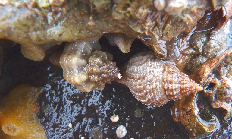 Beide exotische slakken. Links: Japanse stekelhoren (Ocinebrellus inornatus). Rechts: Amerikanse oesterboorder (Urosalpinx cinerea)