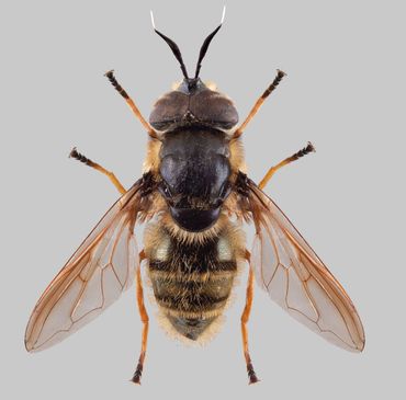 Mannetje klimopglanszweefvlieg. De lange 'toverstafjes' op de kop zijn goed te zien, evenals het goudglanzende achterlijf met brede dofzwarte dwarsbanden.