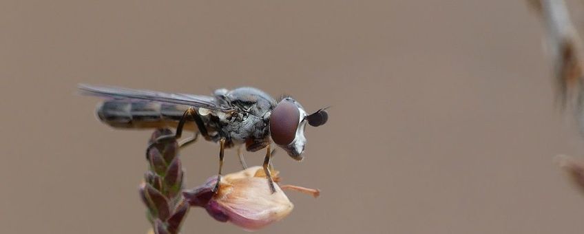 De duinheidedwerg Pelecocera lusitanica, een Nederlandse zweefvlieg op de Europese Rode Lijst, kenmerkend voor heidevelden.