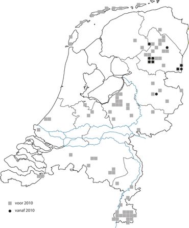Verspreiding van de heidehommel in Nederland (grijs vierkantje voor 2010, zwarte stip vanaf 2010)