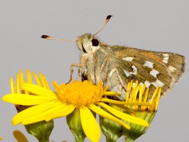 Soesterberg herbergt een grote populatie van de kommavlinder