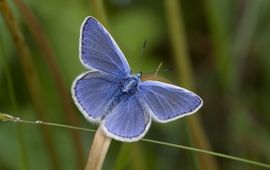 Polyommatus icarus. Icarusblauwtje