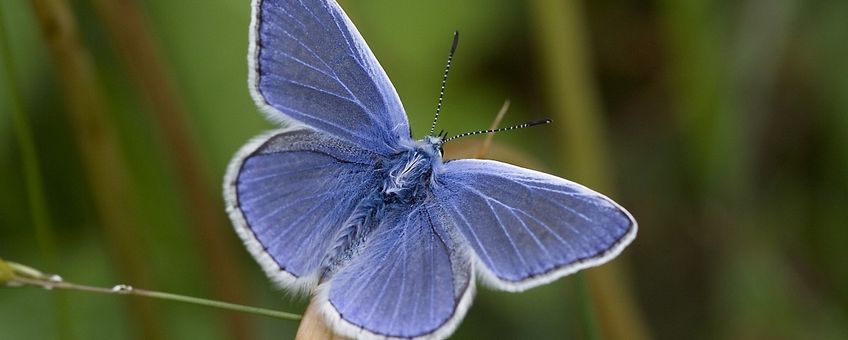 Polyommatus icarus. Icarusblauwtje