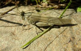 Valter Jacinto Blue Sand-grasshopper (Sphingonotus caerulans subsp. caerulans) Kiezelsprinkhaan