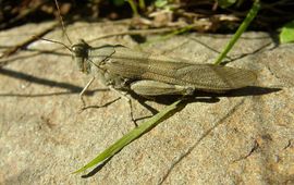 Blue Sand-grasshopper (Sphingonotus caerulans subsp. caerulans) Kiezelsprinkhaan