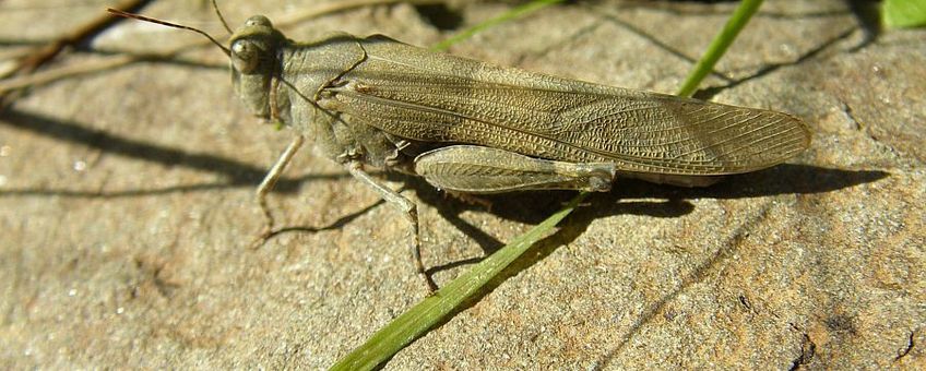 Blue Sand-grasshopper (Sphingonotus caerulans subsp. caerulans) Kiezelsprinkhaan