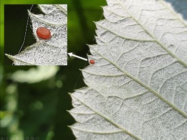 Het eitje van de frambozenglasvlinder is ovaal en bruinrood en ligt vaak aan de rand van de onderkant van het blad van framboos