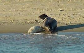 Bram Fey. voor eenmalig gebruik Rust is van levensbelang voor jonge zeehonden