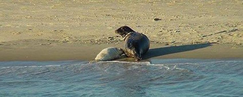 Rust is van levensbelang voor jonge zeehonden